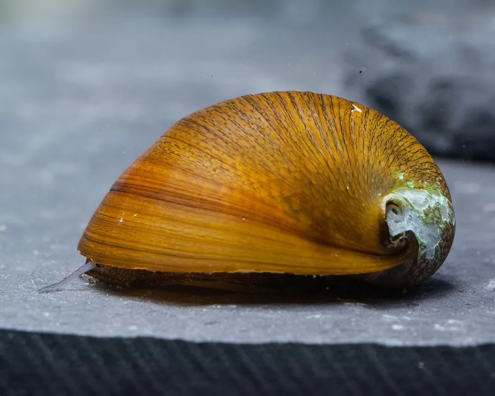 Neritina sp. (Golden Limpet Snail)