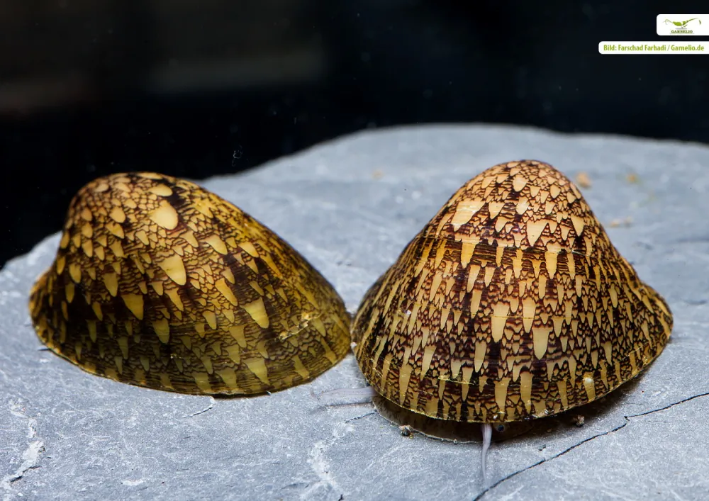 Septaria porcellana (Green Mussel Snail)