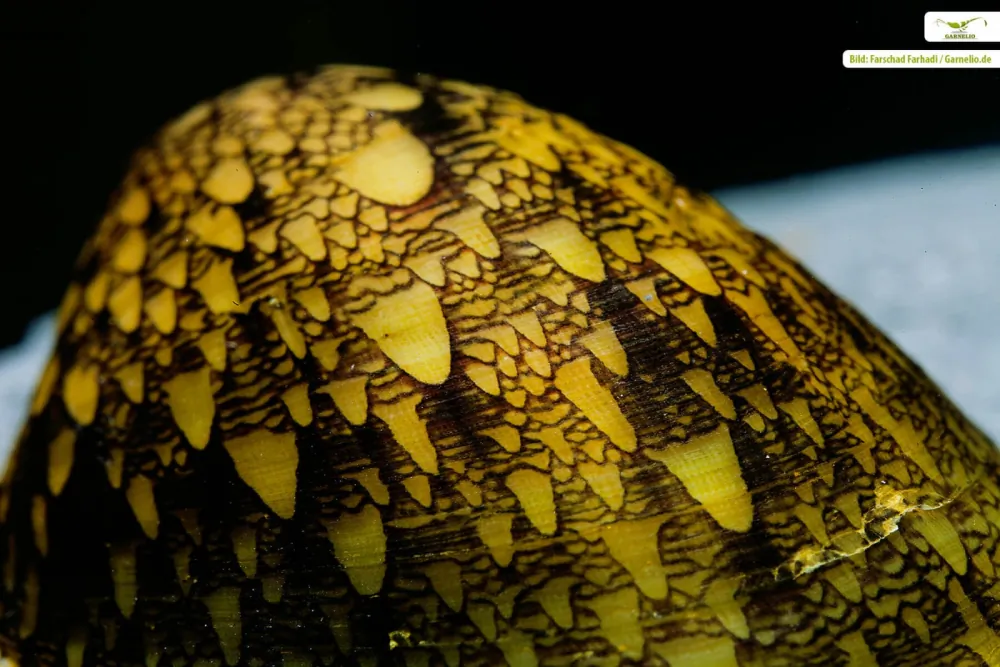 Image of green mussel snail septaria porcellana