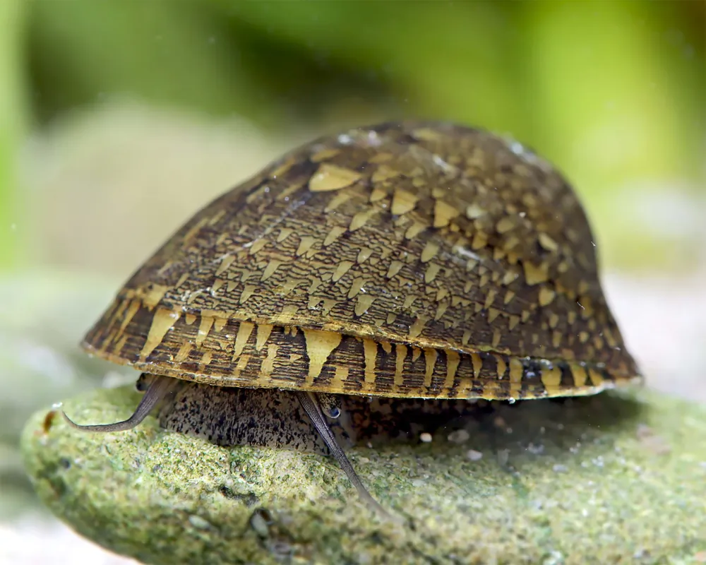 Image of green mussel snail septaria porcellana