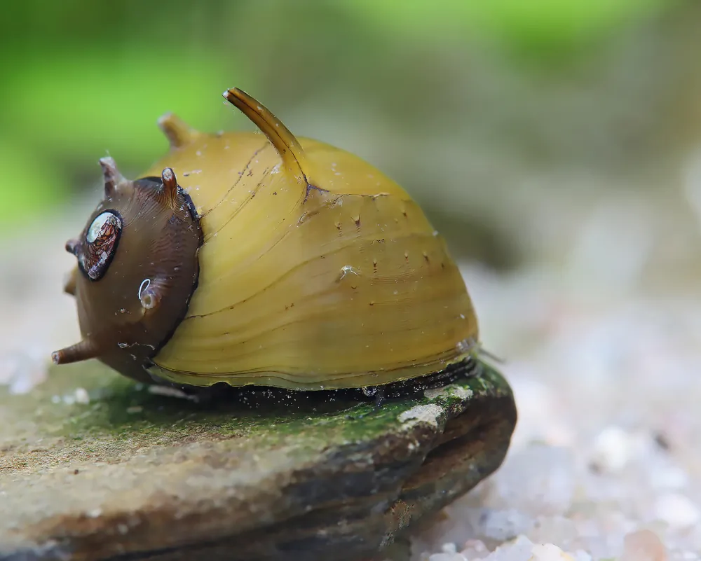 Clithon corona (Green Staghorn Snail)