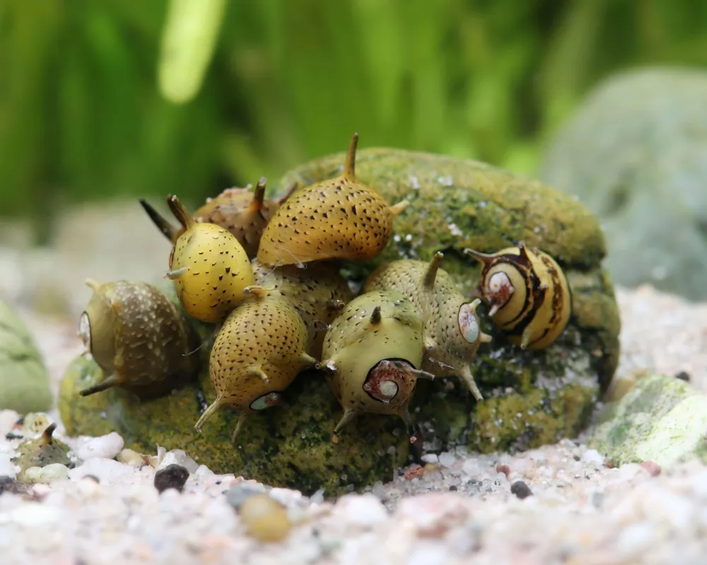 Image of green staghorn snail clithon corona