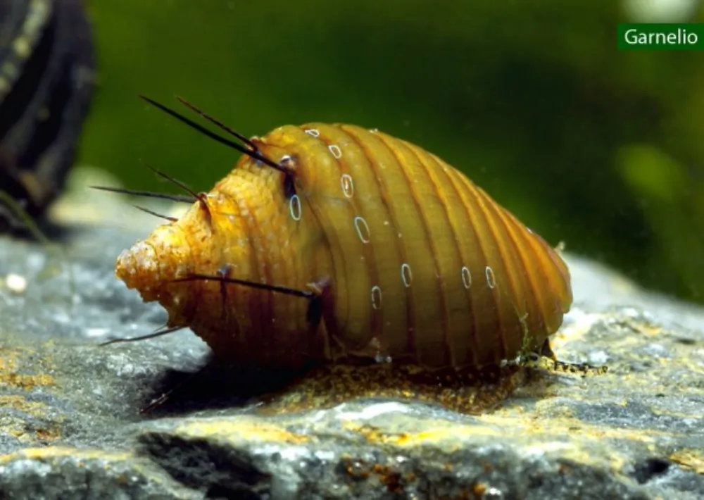 Image of hairy trumpet snail thiara cancellata