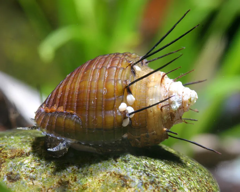 Image of hairy trumpet snail thiara cancellata